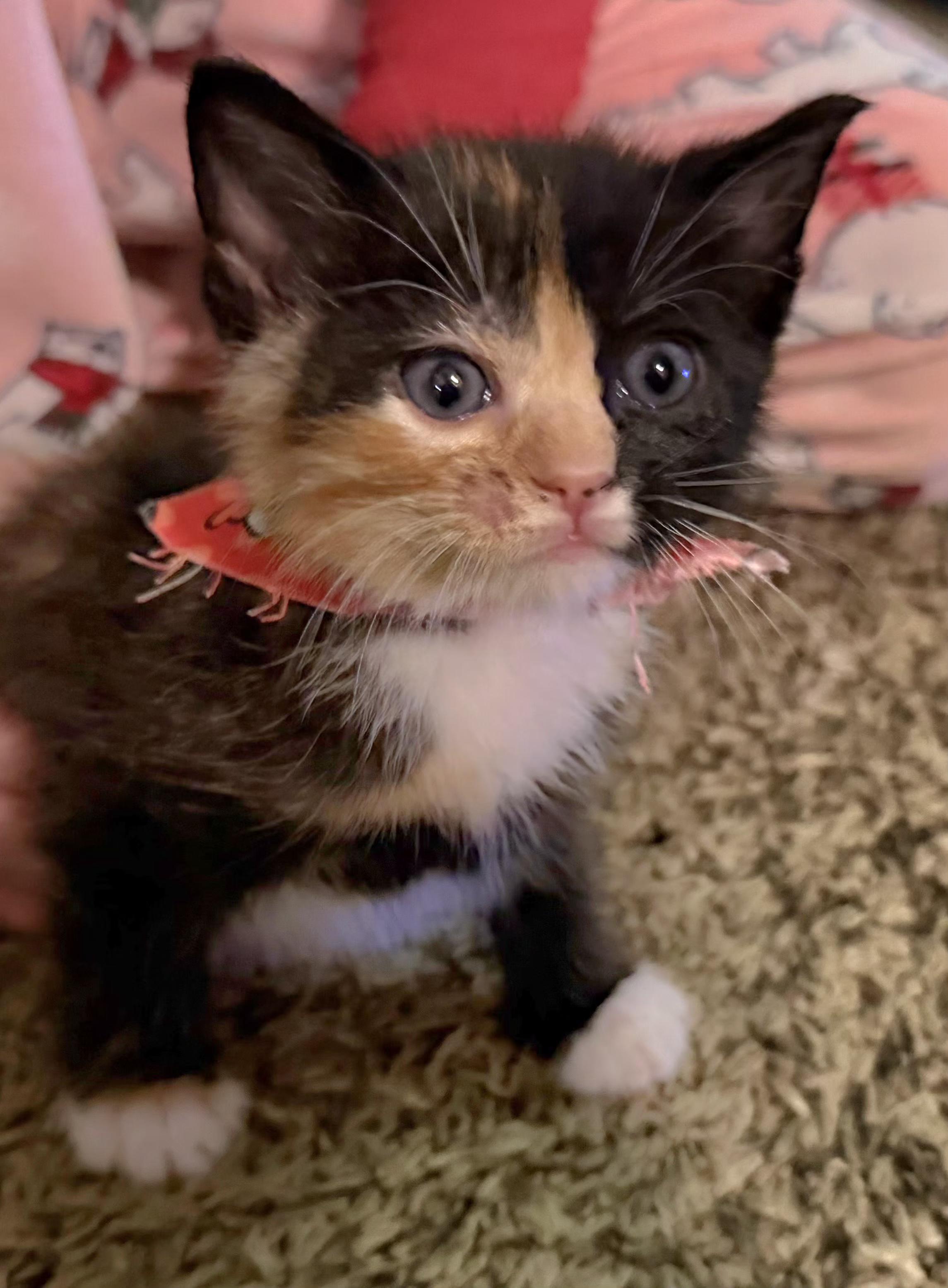 Hula, adopted, Kitten Female Tortoiseshell.