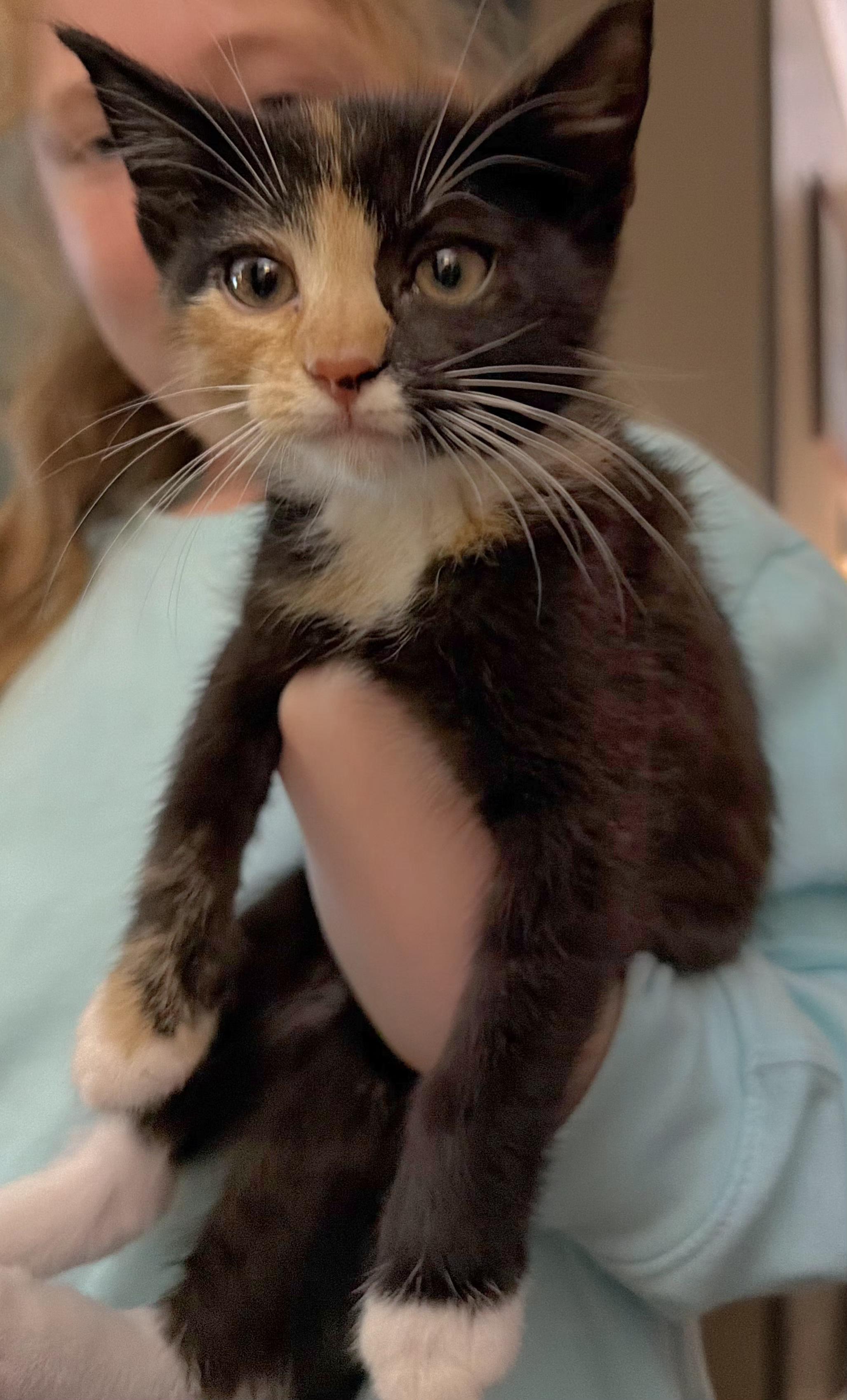 Enlarge Hula, an adopted Tortoiseshell in Springfield, OR image 4/6