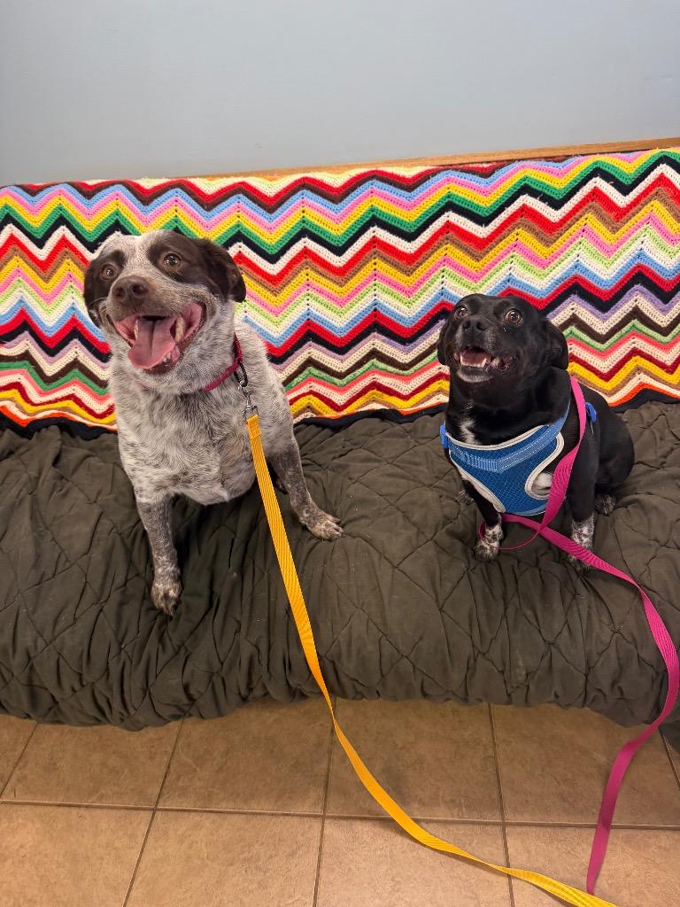 Ducky, Adoptable, Adult Female Mixed Breed.