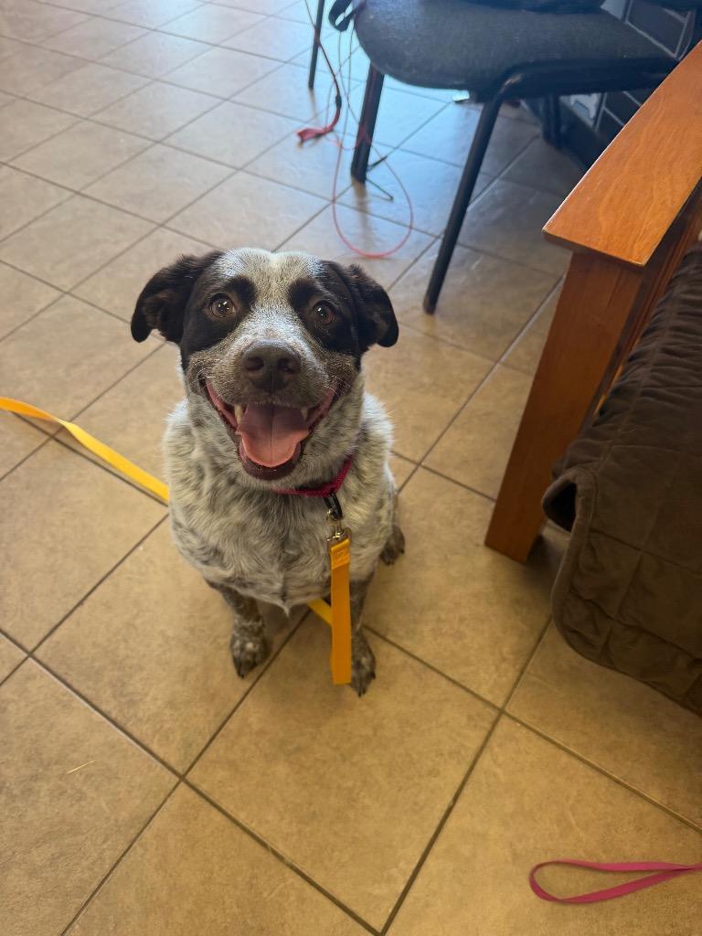 Enlarge Ducky, a Adoptable mixed breed in Marion, OH image 2/3