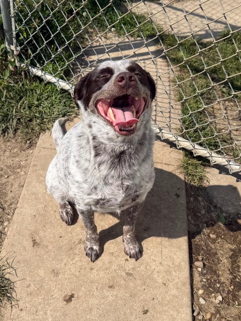 Enlarge Ducky, a Adoptable mixed breed in Marion, OH image 3/3