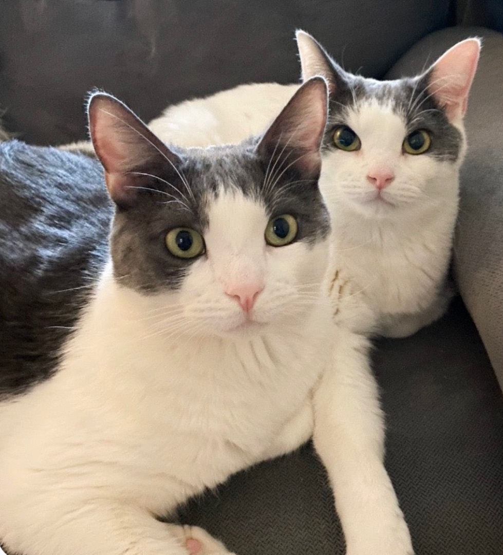 Enlarge Walker (bonded to Ranger), a Adoptable Domestic Short Hair in Los Angeles, CA image 8/11