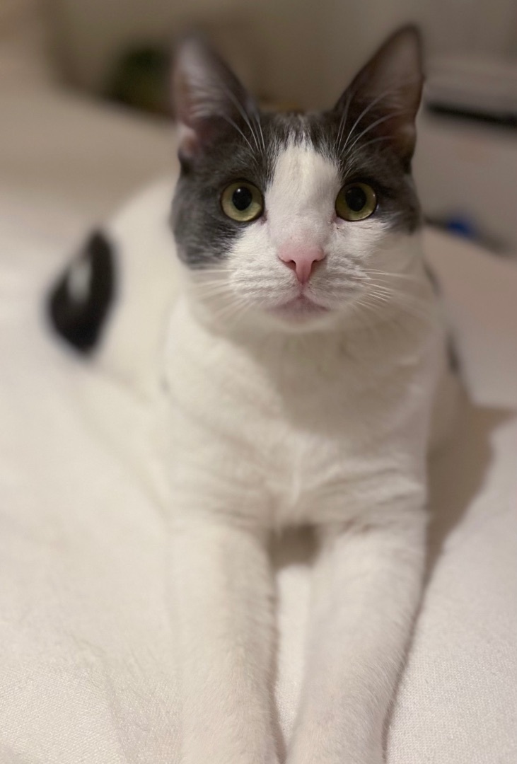 Enlarge Walker (bonded to Ranger), a Adoptable Domestic Short Hair in Los Angeles, CA image 1/11