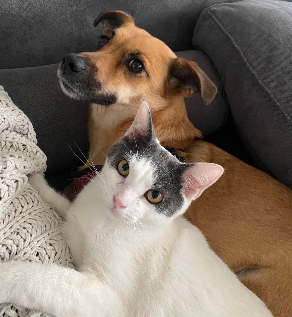 Enlarge Walker (bonded to Ranger), a Adoptable Domestic Short Hair in Los Angeles, CA image 10/11