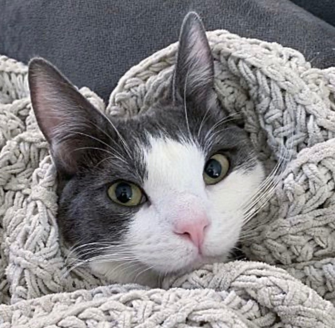 Enlarge Walker (bonded to Ranger), a Adoptable Domestic Short Hair in Los Angeles, CA image 11/11