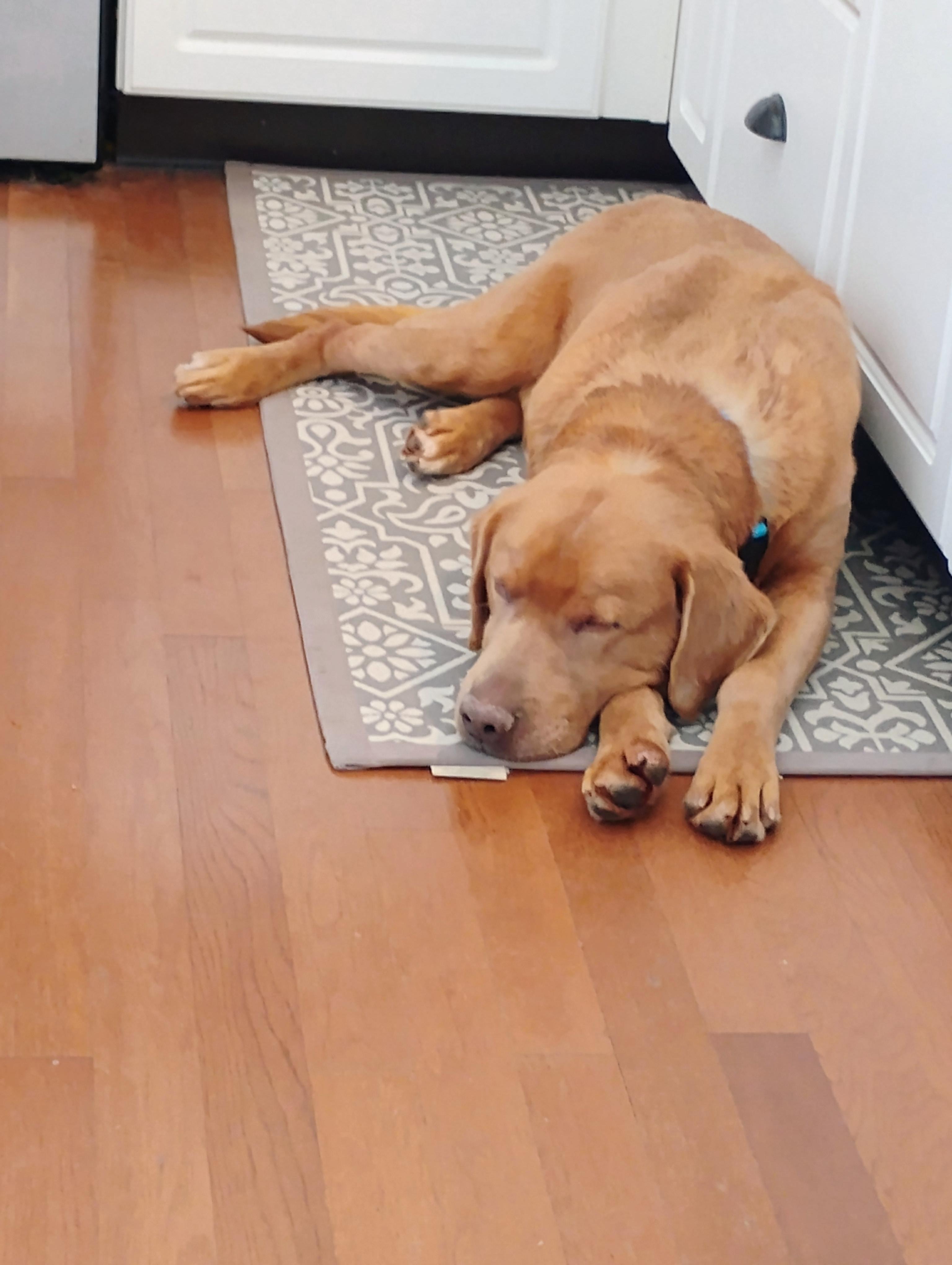 Enlarge Rusty, a Adoptable Labrador Retriever in Indianapolis, IN image 6/6