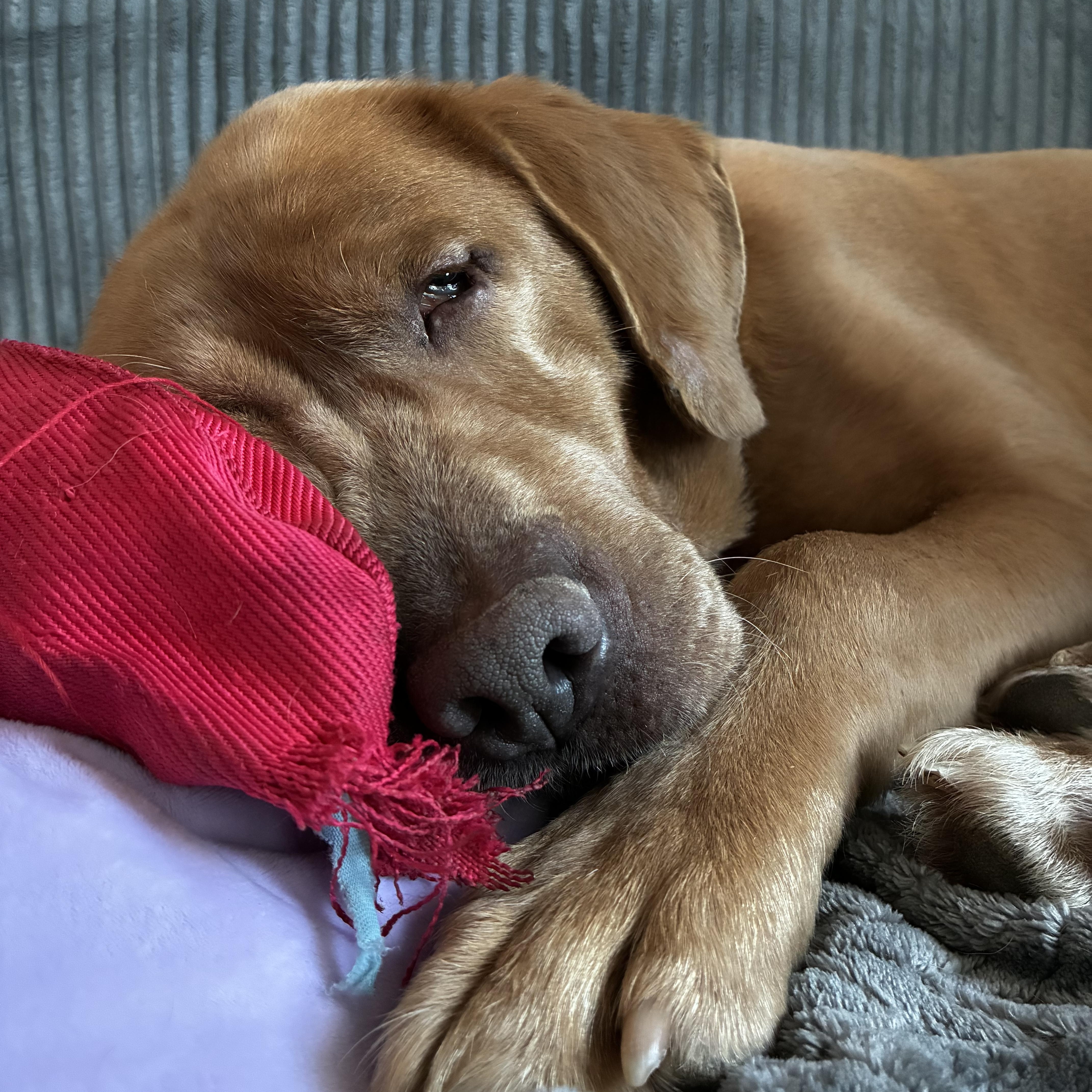 Rusty, Adoptable, Adult Male Labrador Retriever.