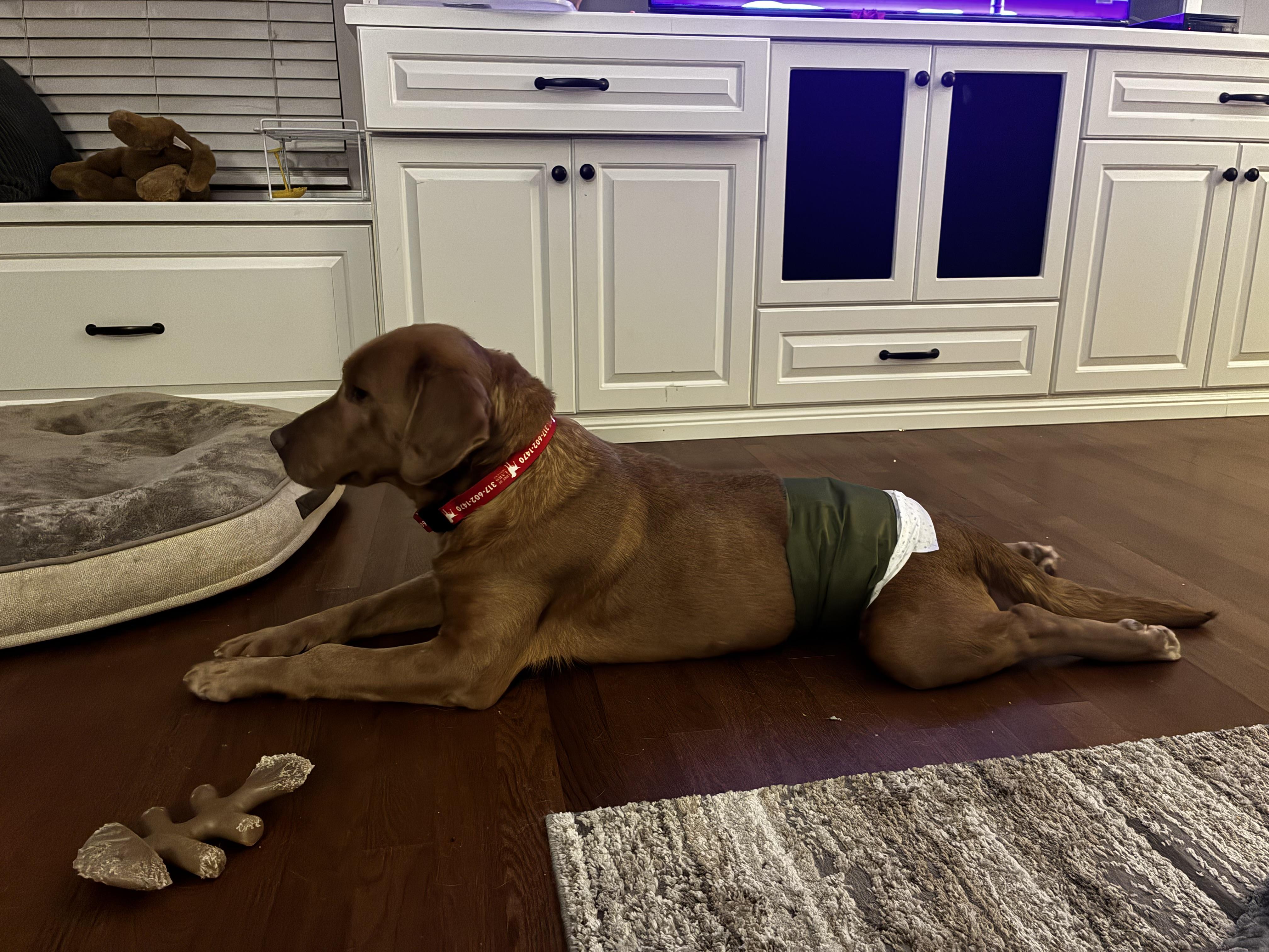 Enlarge Rusty, a Adoptable Labrador Retriever in Indianapolis, IN image 4/6