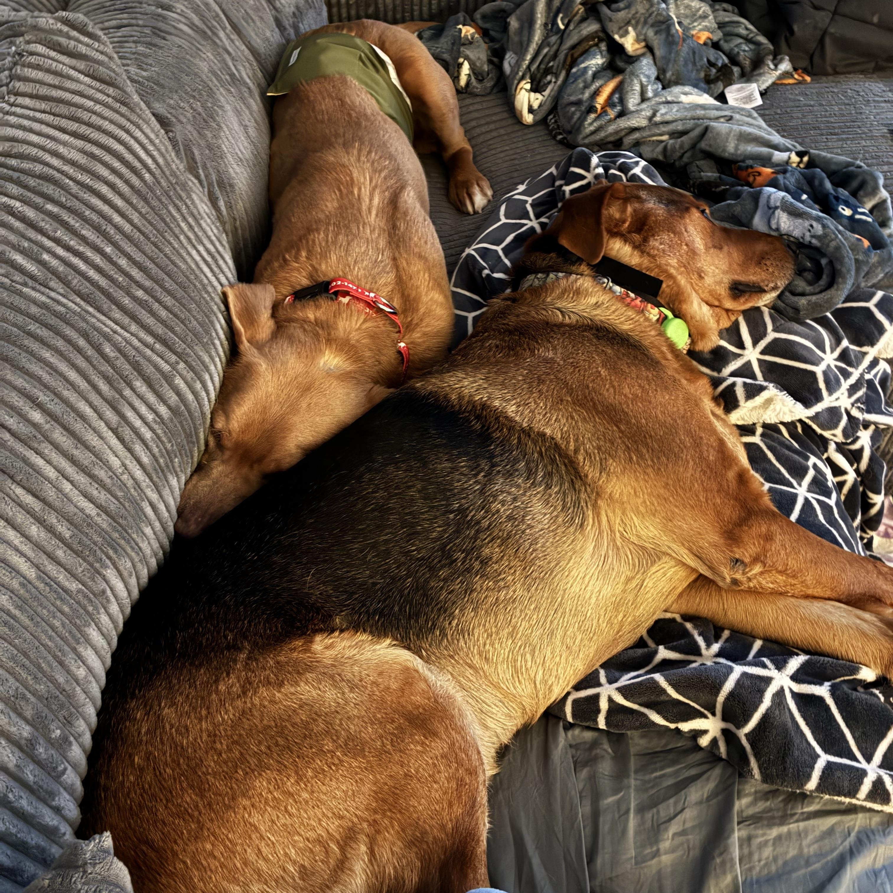 Enlarge Rusty, a Adoptable Labrador Retriever in Indianapolis, IN image 2/6