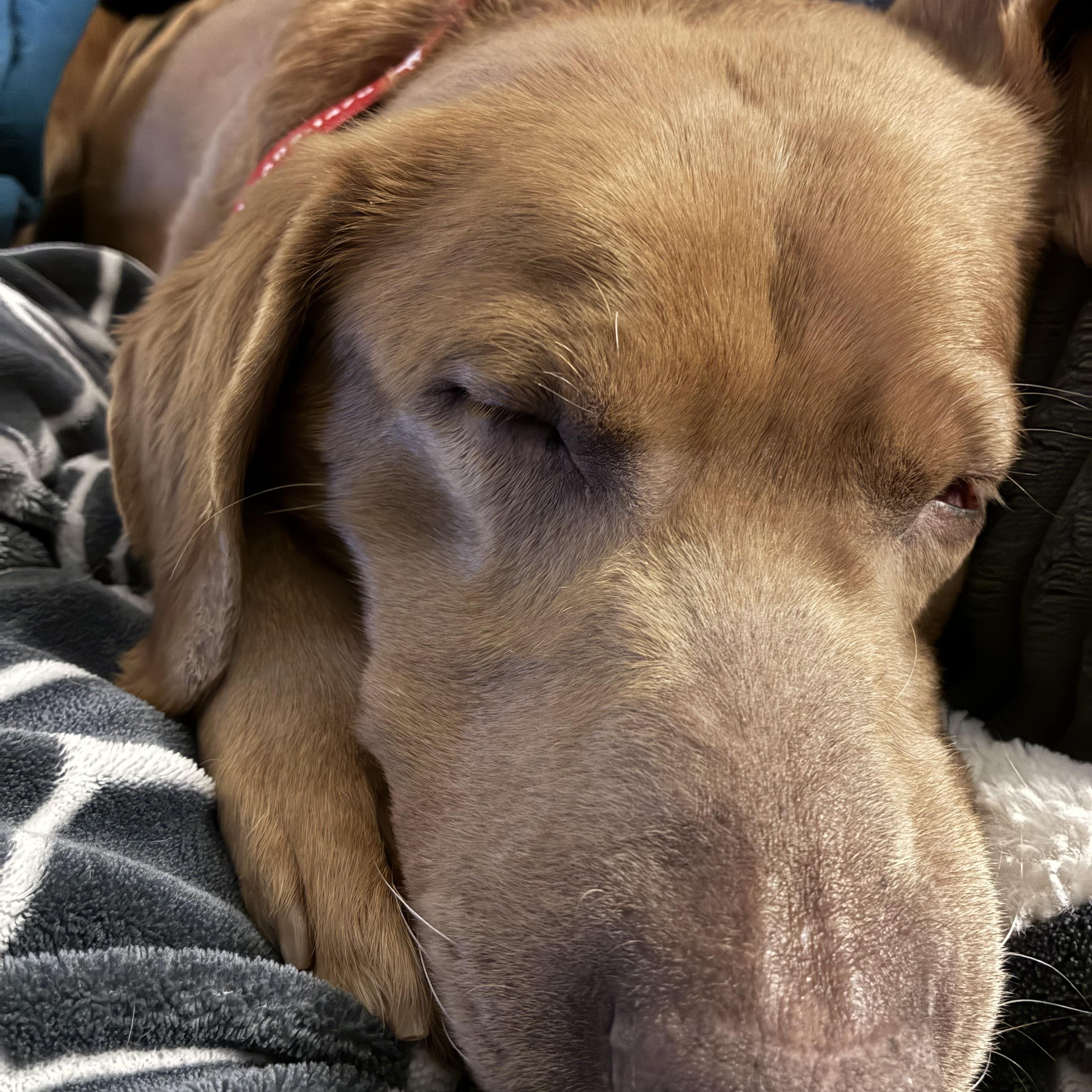 Enlarge Rusty, a Adoptable Labrador Retriever in Indianapolis, IN image 5/6