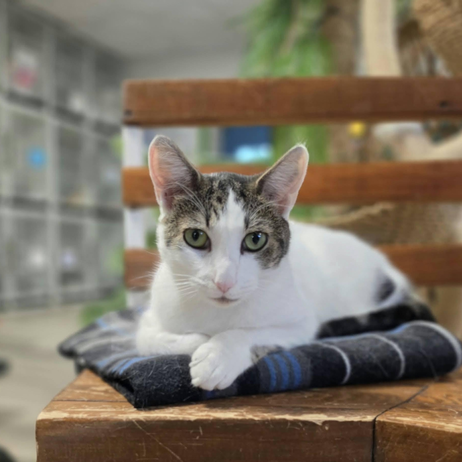 Enlarge Ivy, a Adoptable Domestic Short Hair in Erie, PA image 1/4