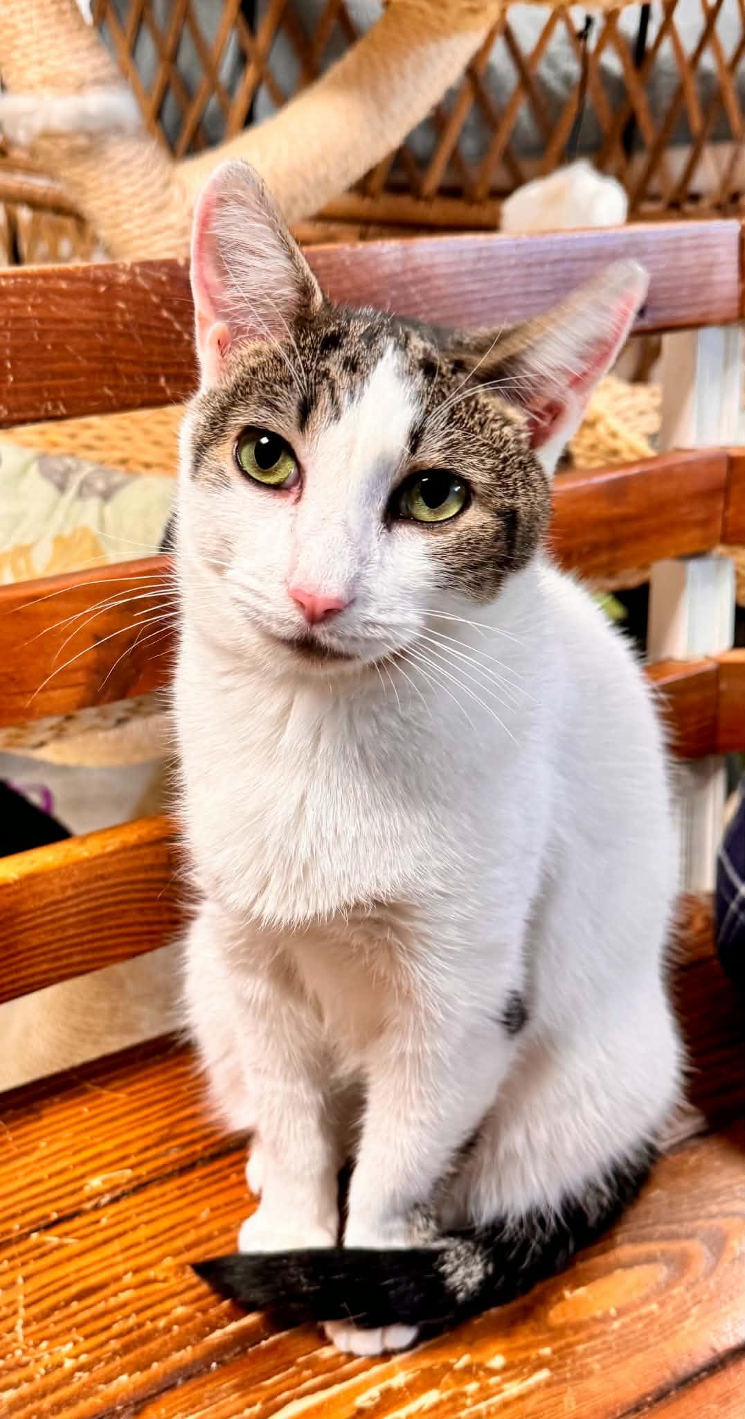Enlarge Ivy, a Adoptable Domestic Short Hair in Erie, PA image 3/4