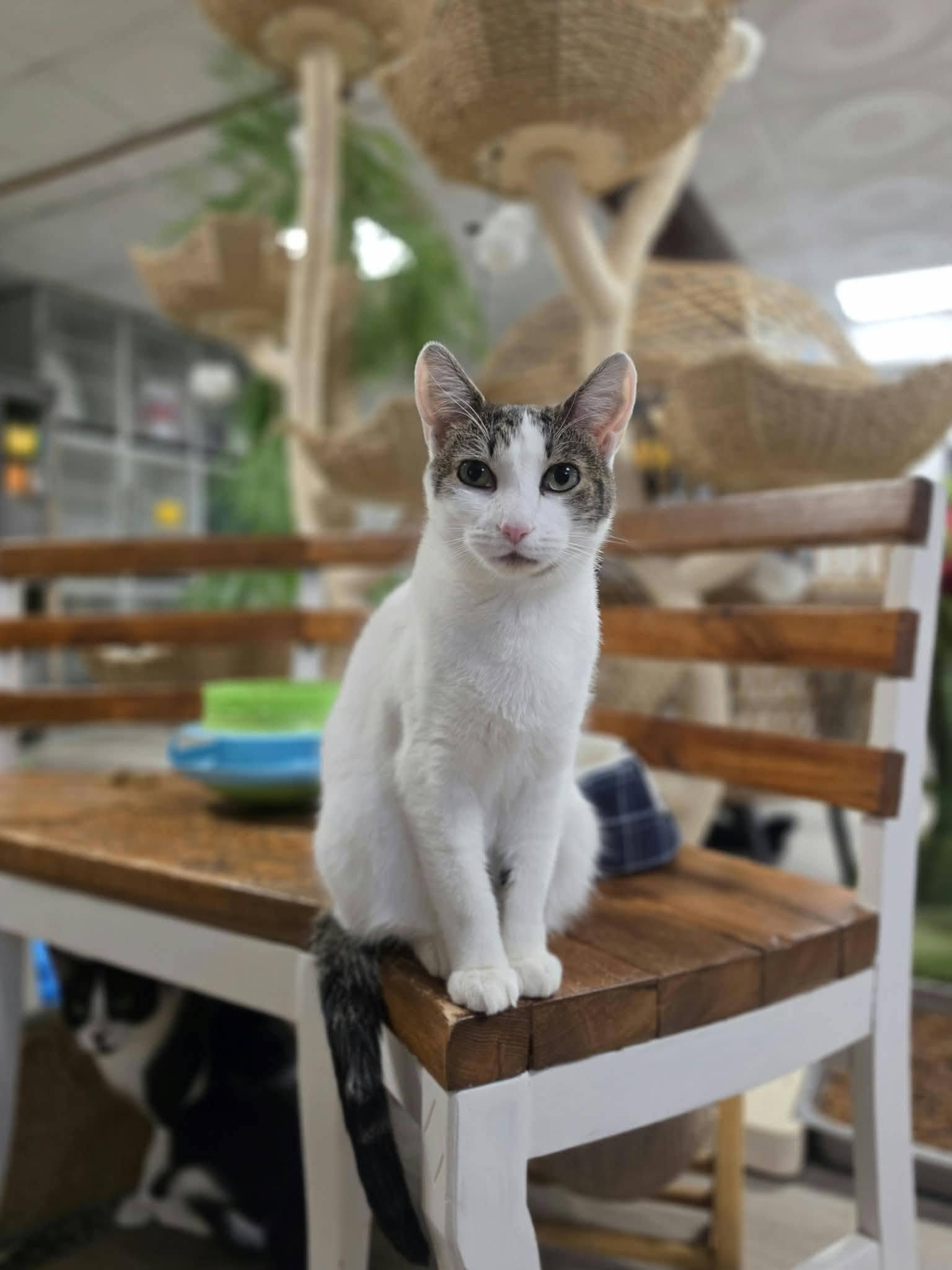 Enlarge Ivy, a Adoptable Domestic Short Hair in Erie, PA image 4/4