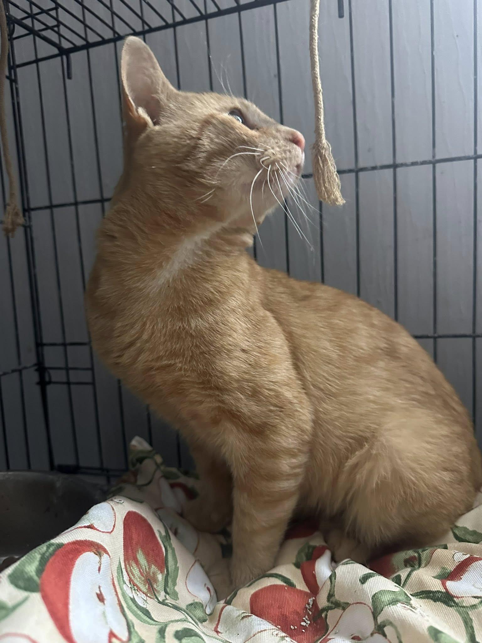 Orangesickle, Adoptable, Young Female Tabby.