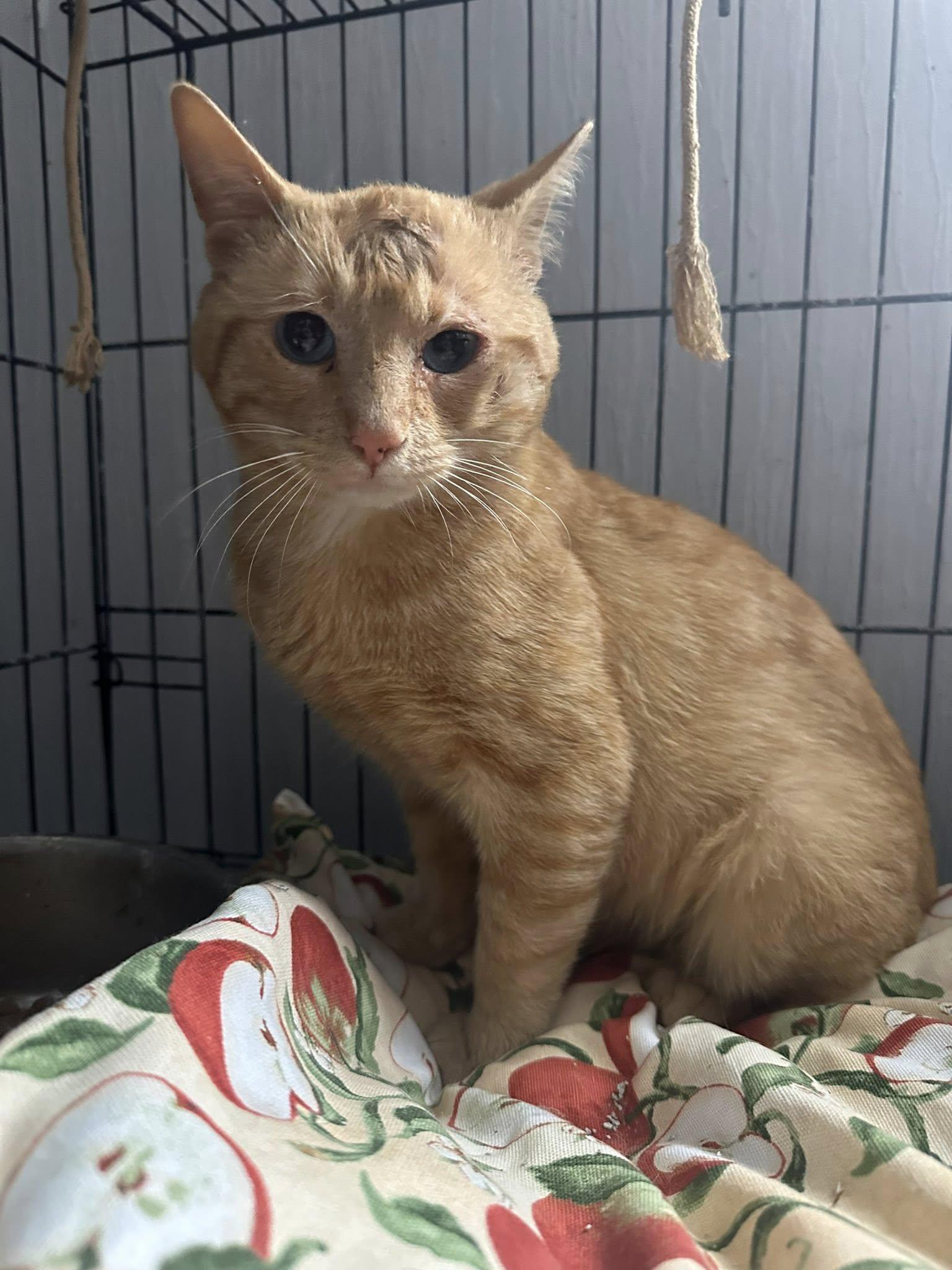 Orangesickle, a Adoptable Tabby in Terre Haute, IN image 3/3