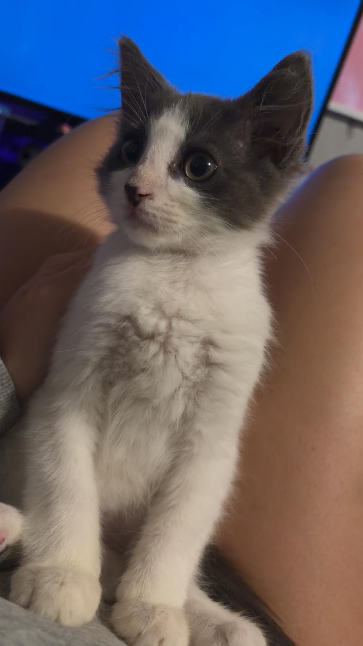 Enlarge Lucky, a ADOPTABLE Domestic Short Hair in Little River, SC image 2/3