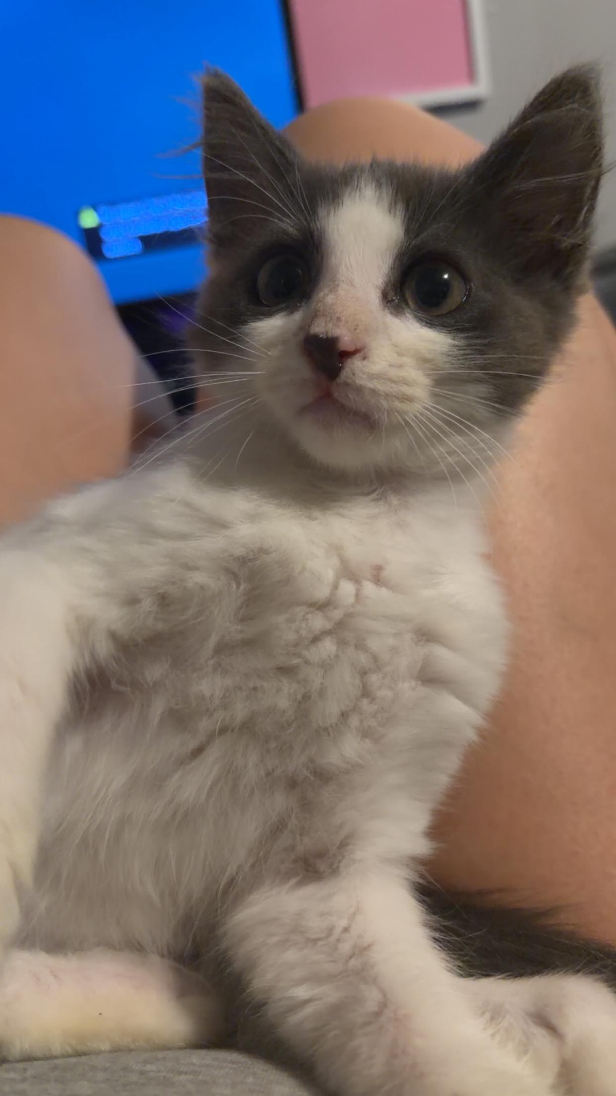 Lucky, ADOPTABLE, Kitten Male Domestic Short Hair.