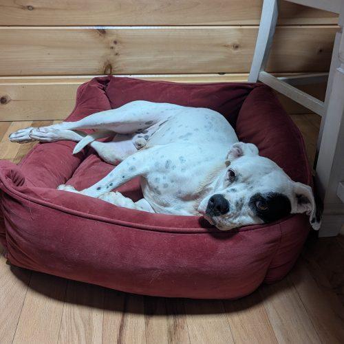 Willie, Adoptable, Young Male Boxer & American Staffordshire Terrier.