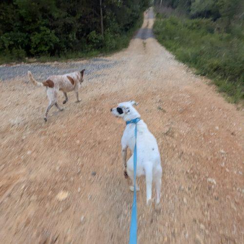 Enlarge Willie, a Adoptable mixed breed in Leesburg, AL image 3/6