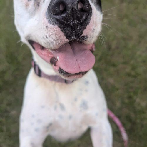Enlarge Willie, a Adoptable mixed breed in Leesburg, AL image 4/6