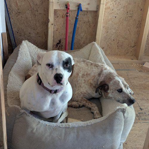 Enlarge Willie, a Adoptable mixed breed in Leesburg, AL image 5/6