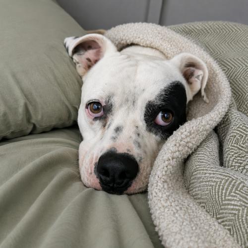 Enlarge Willie, a Adoptable mixed breed in Leesburg, AL image 6/6