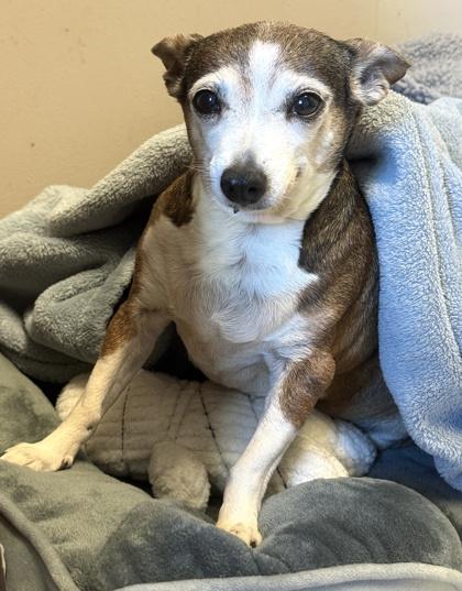 Piggly Wiggly — thumbnail 2