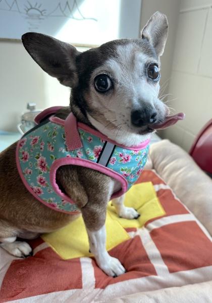 Piggly Wiggly — thumbnail 3