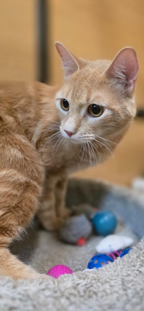 Sunny Boy, Adoptable, Kitten Male Domestic Short Hair.