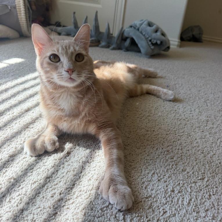 Enlarge Sunny Boy, a Adoptable mixed breed in Rowlett, TX image 2/2