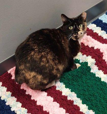 Enlarge Emilita, a Adoptable Domestic Short Hair in Atlanta, GA image 1/3