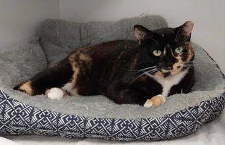 Emilita, Adoptable, Young Female Domestic Short Hair & Domestic Short Hair.