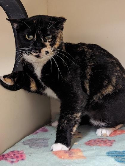 Enlarge Emilita, a Adoptable Domestic Short Hair in Atlanta, GA image 2/3