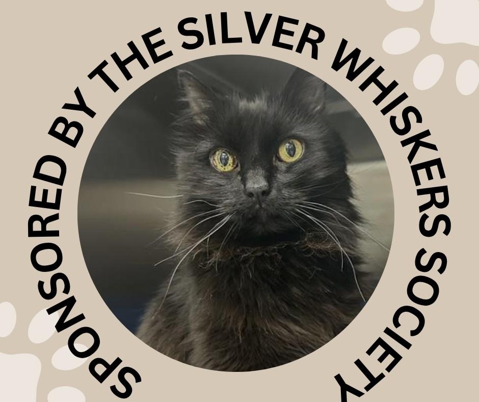 CONRAD, Adoptable, Adult Male Domestic Long Hair.