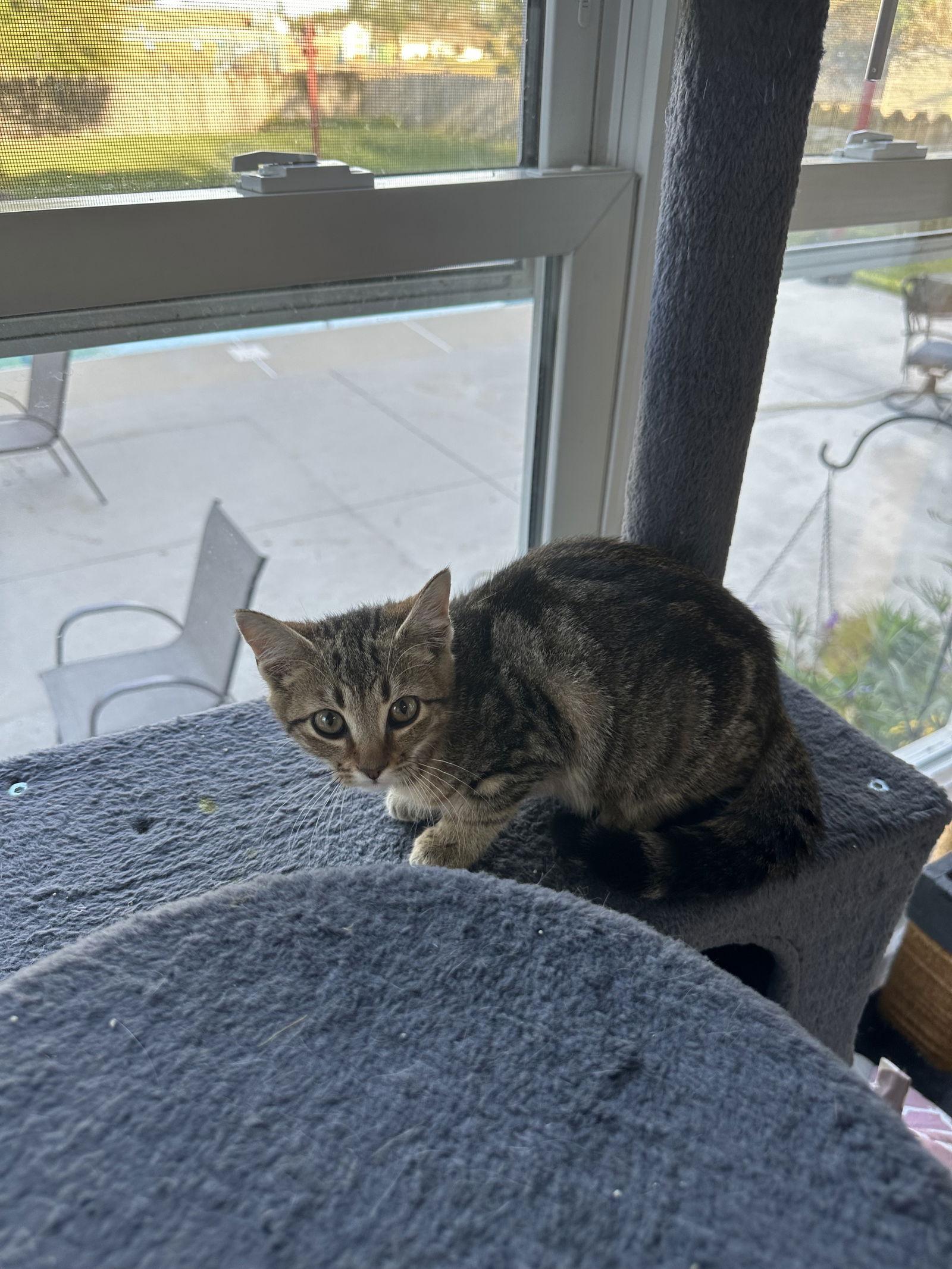 Enlarge Emi, a Adoptable Domestic Short Hair in Virginia Beach, VA image 1/1