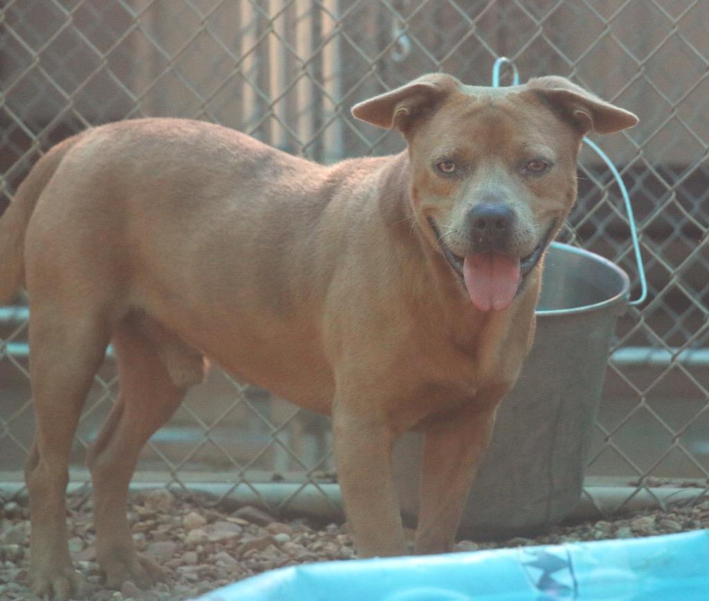 Tucker 26, Adoptable, Adult Male Mixed Breed & Staffordshire Bull Terrier.