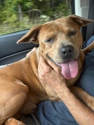 Tucker 26, Adoptable, Adult Male Mixed Breed & Staffordshire Bull Terrier.