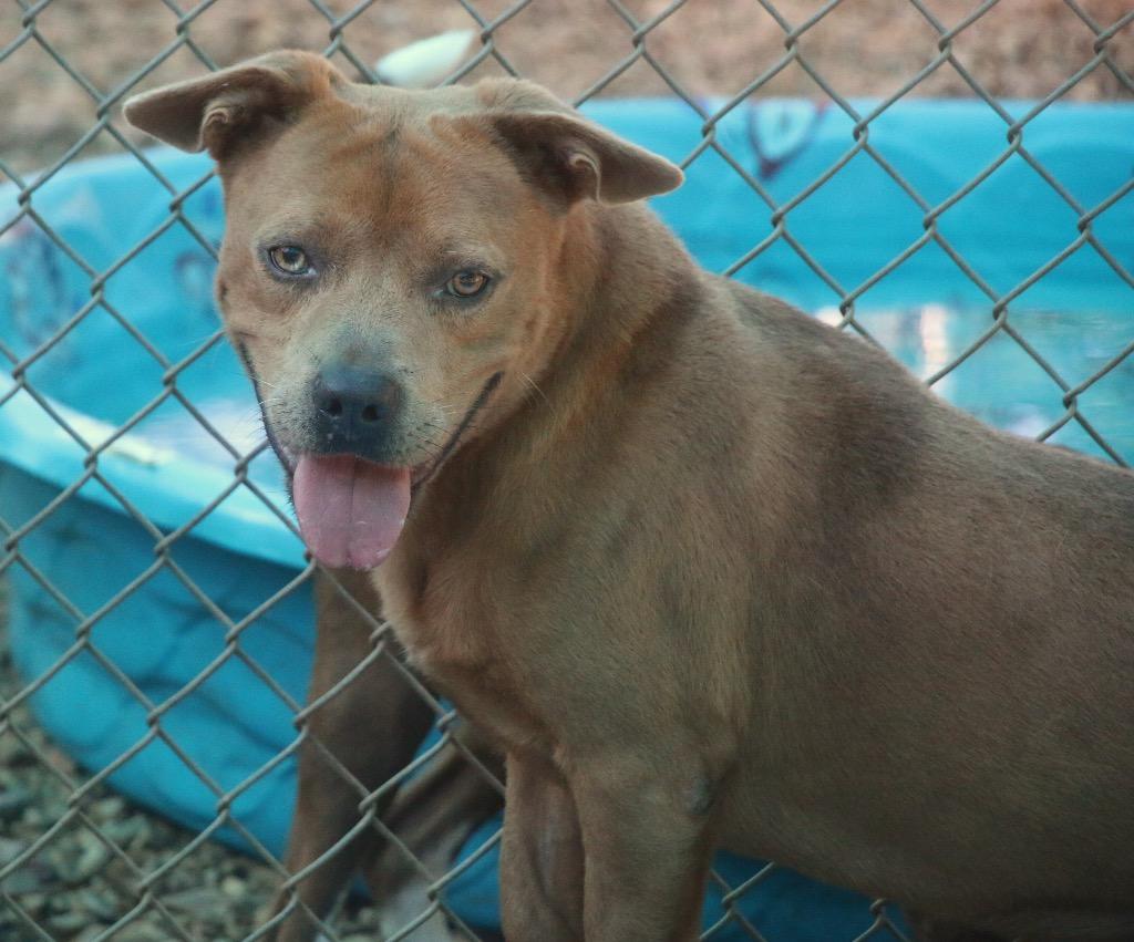 Tucker 26, a Adoptable mixed breed in Brookhaven, MS image 3/6
