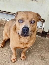 Enlarge Tucker 26, a Adoptable mixed breed in Brookhaven, MS image 2/2