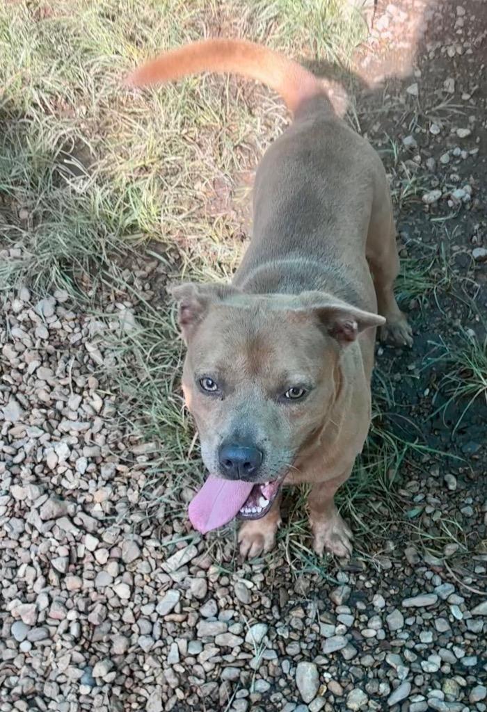 Enlarge Tucker 26, a Adoptable mixed breed in Brookhaven, MS image 3/3