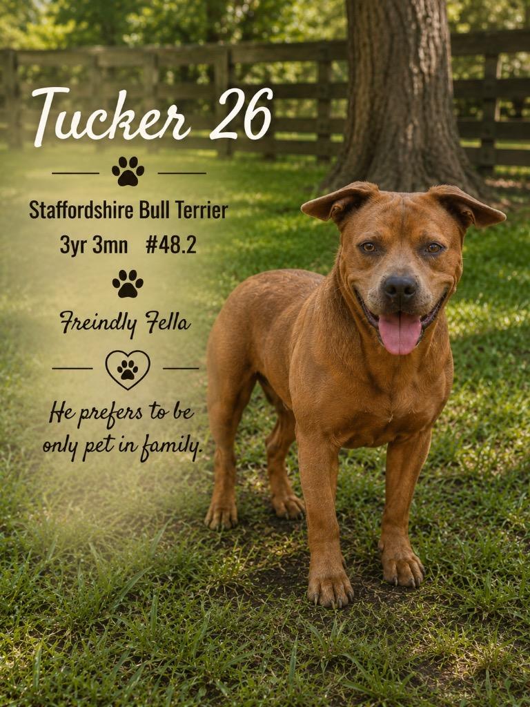 Tucker 26, a Adoptable mixed breed in Brookhaven, MS image 5/6