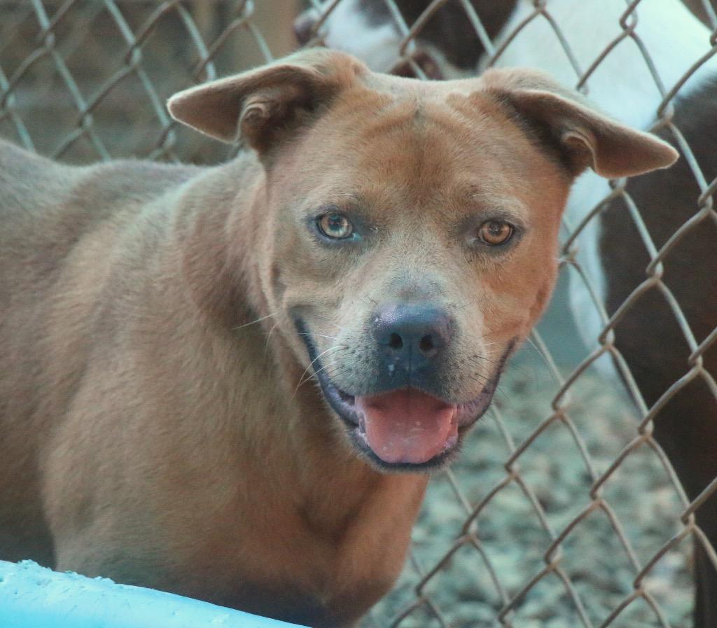 Tucker 26, a Adoptable mixed breed in Brookhaven, MS image 4/4
