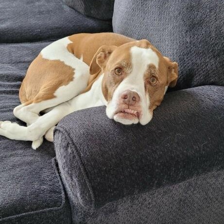 Enlarge Weizer in Colorado, a ADOPTABLE mixed breed in Boulder, CO image 2/6