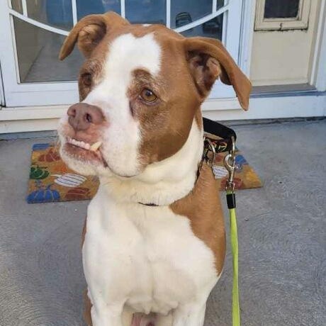 Enlarge Weizer in Colorado, a ADOPTABLE mixed breed in Boulder, CO image 3/6