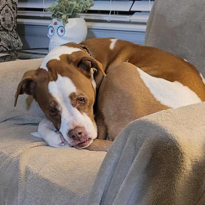 Enlarge Weizer in Colorado, a ADOPTABLE mixed breed in Boulder, CO image 4/6