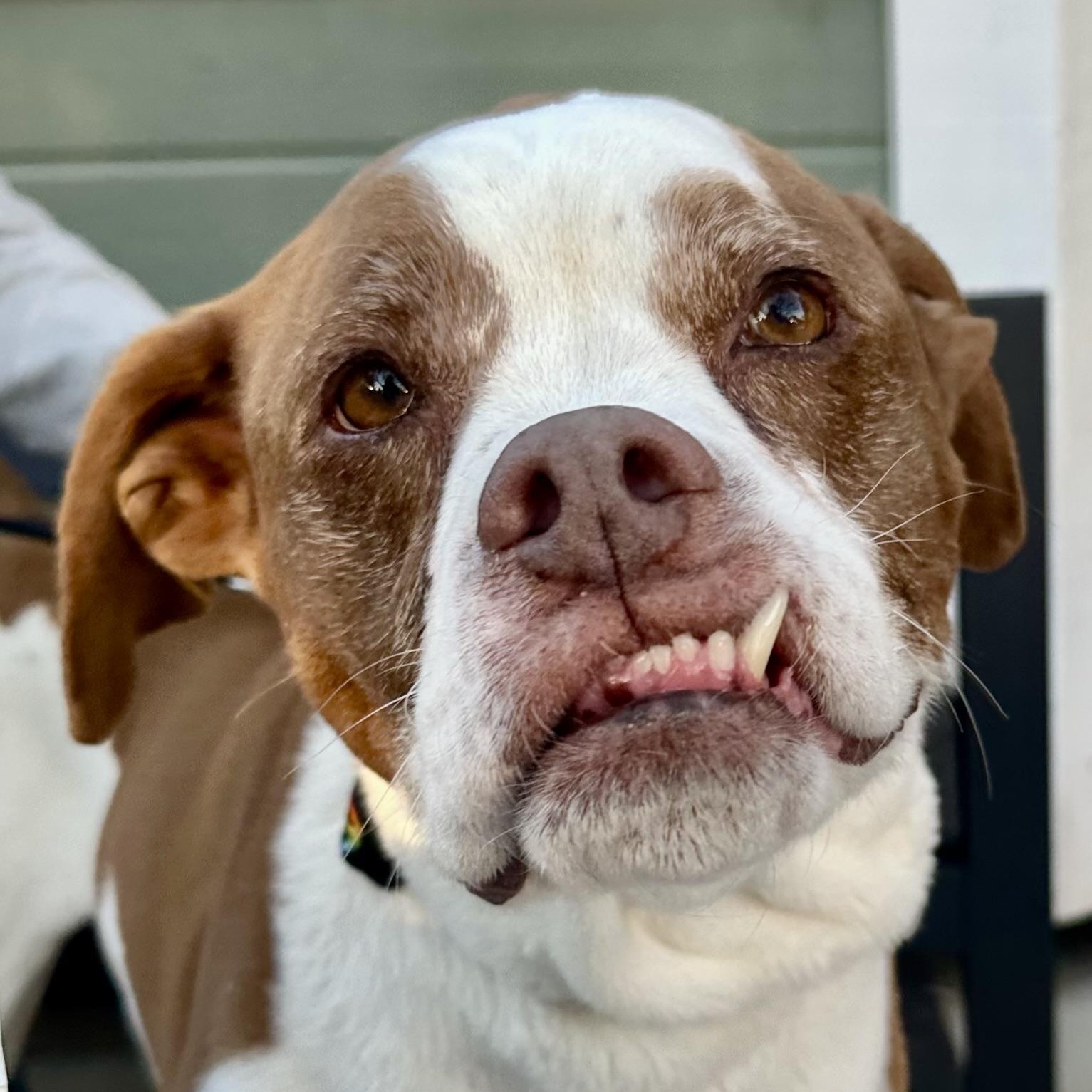 Weizer in Colorado, ADOPTABLE, Senior Male Boxer.