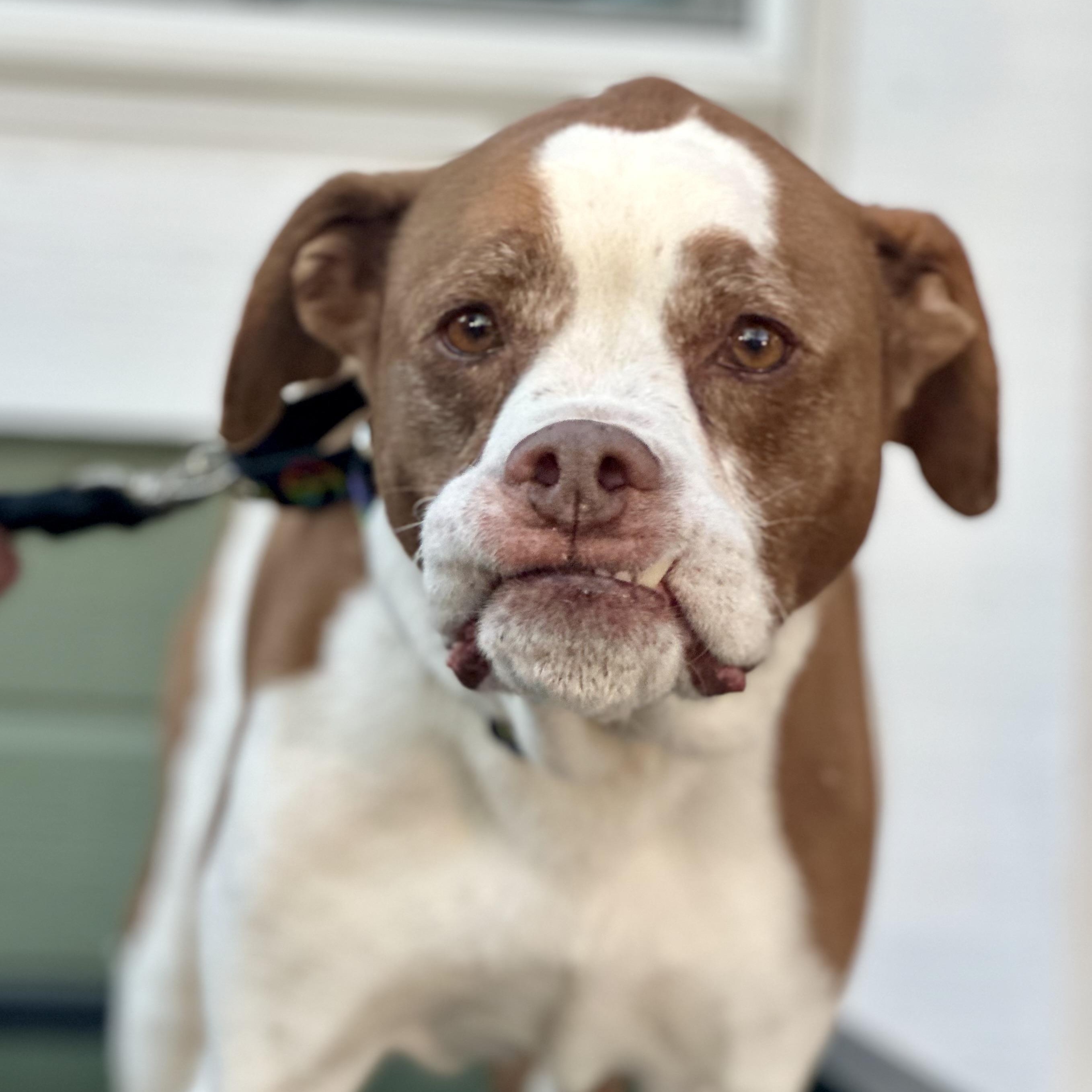 Enlarge Weizer in Colorado, a ADOPTABLE mixed breed in Boulder, CO image 5/6