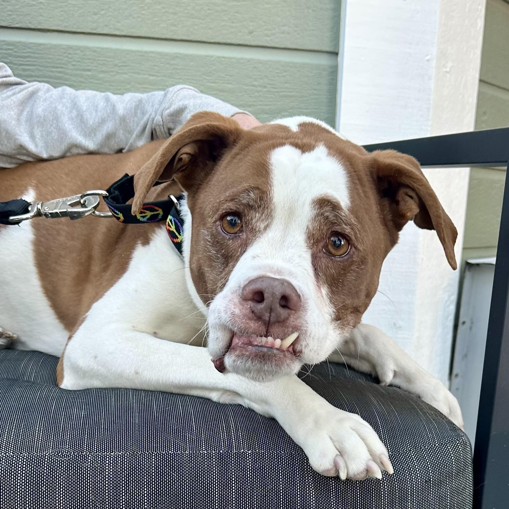 Enlarge Weizer in Colorado, a ADOPTABLE mixed breed in Boulder, CO image 6/6