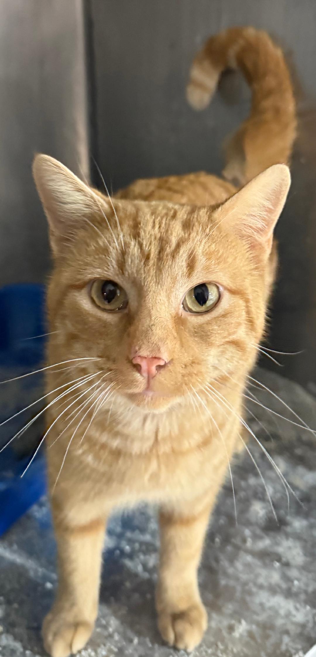 Enlarge BENJI, a Adoptable Domestic Short Hair in Gresham, WI image 1/1