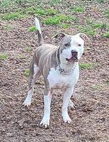 Enlarge Supreme, a Adoptable mixed breed in Berlin, NJ image 1/11